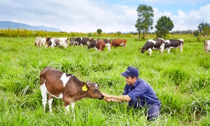 Vinamilk có trang trại bò sữa organic đầu tiên tại Việt Nam